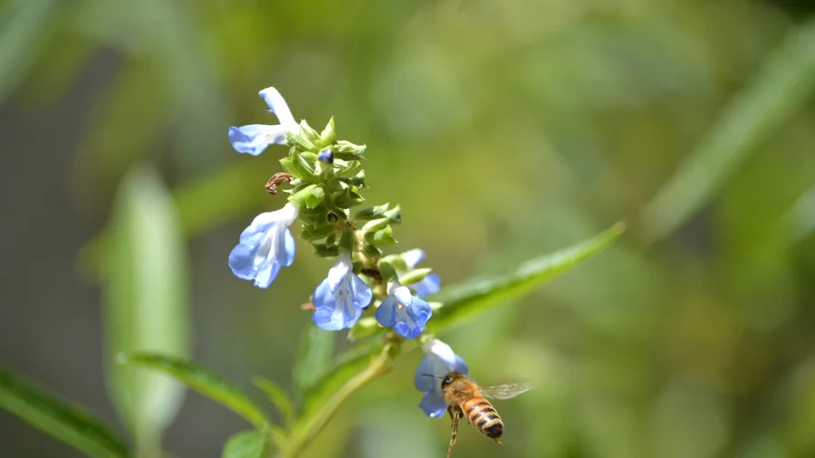 Abeja mielífera polinizando flor de salvia uliginosa planta nativa