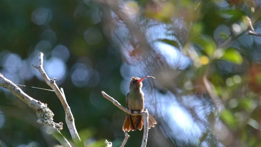 Colibrí picaflor posado en un árbol jardín con plantas nativas