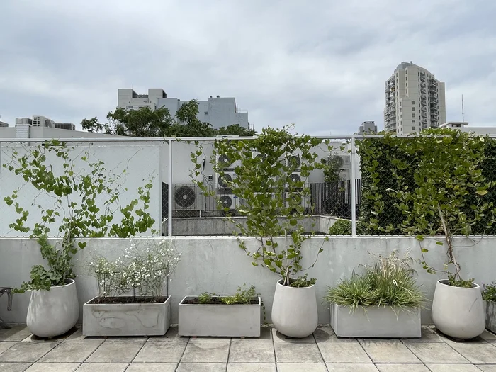Diseño jardín nativo con glandularia gramíneas y plantas bonaerenses Amor Nativo