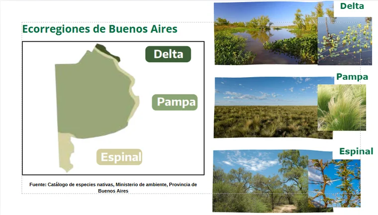 Ecorregiones de Buenos Aires Delta Pampa y Espinal flora nativa bonaerense