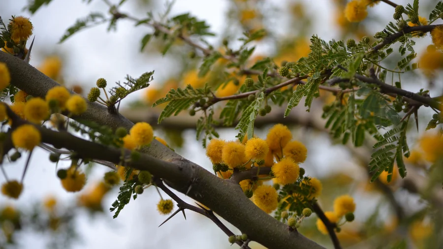 Plantas nativas bonaerenses que florecen en primavera espinillo amarillo jardín biodiverso