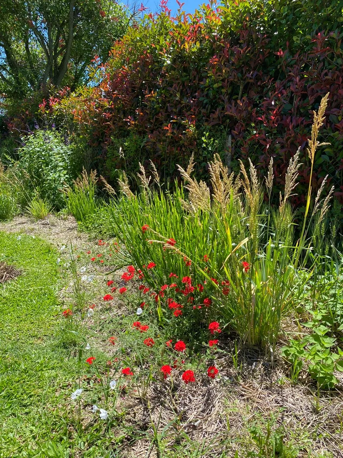 Jardín paisajismo regenerativo plantas nativas biodiversidad urbana Buenos Aires