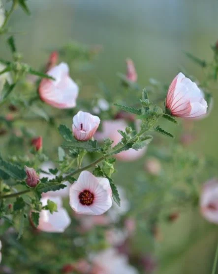 Malva rosa Pavonia hastata arbusto nativo en floración