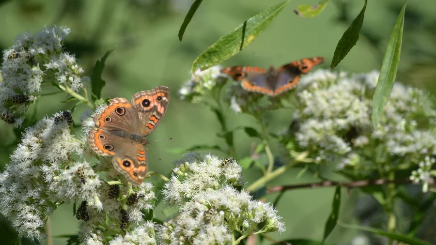 Jardín de mariposas plantas nativas hospederas nectaríferas biodiversidad urbana Buenos Aires