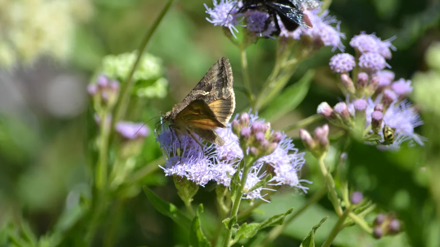 Mariposera morada Chromolaena ivifolia con distintos polinizadores en la flor