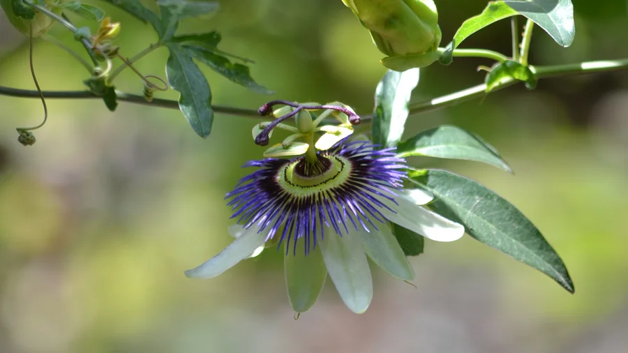 Mburucuyá Passiflora caerulea flor nativa enredadera bonaerense jardín mariposas