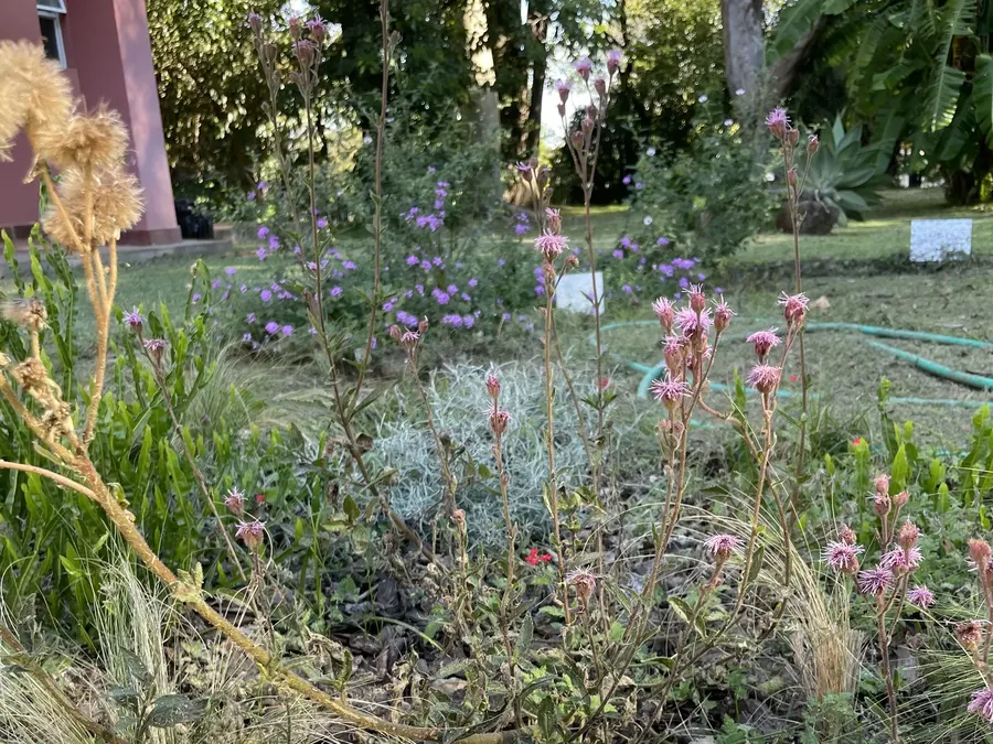 Jardín con plantas nativas bonaerenses diseño paisajismo regenerativo Buenos Aires