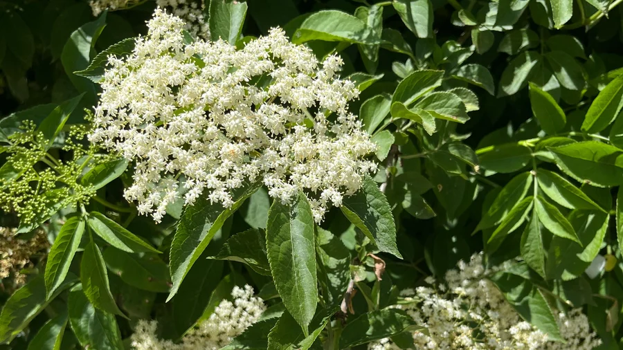 Sambucus nigra saúco en floración árbol nativo jardín biodiverso
