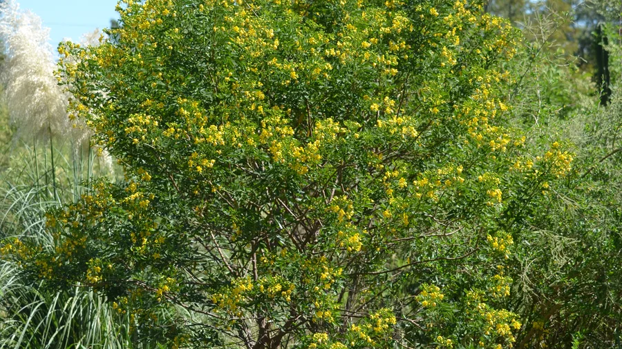 Sen del campo Senna corymbosa flores amarillas abejorros nativos jardín bonaerense