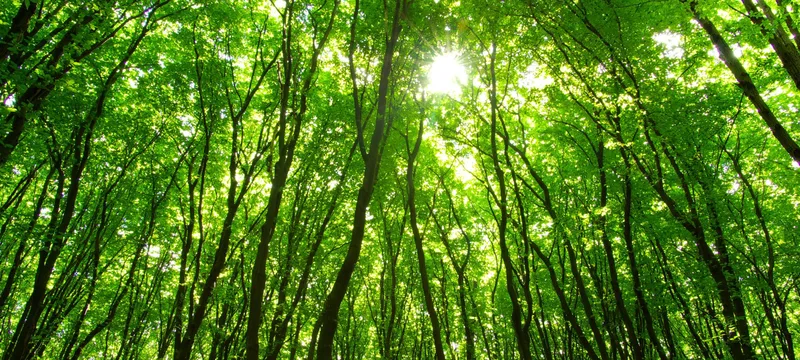 Taller cambio climático ecosistemas nativos carbono empresas