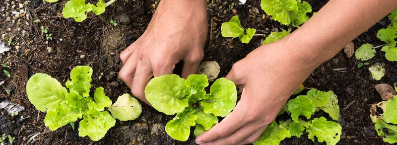 Taller producción agroecológica alimentos sostenibles hábitos empresa