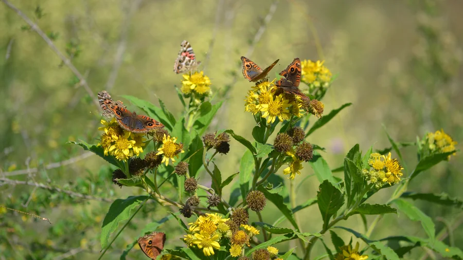 Verbesina subcordata con mariposas cuatro ojos Junonia plantas nativas