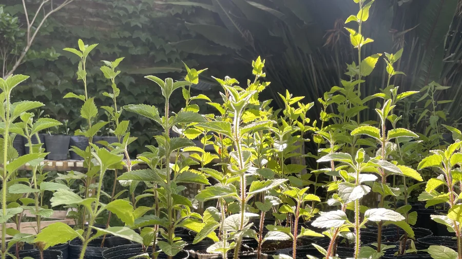 Vivero Amor Nativo plantas nativas Béccar San Isidro Buenos Aires