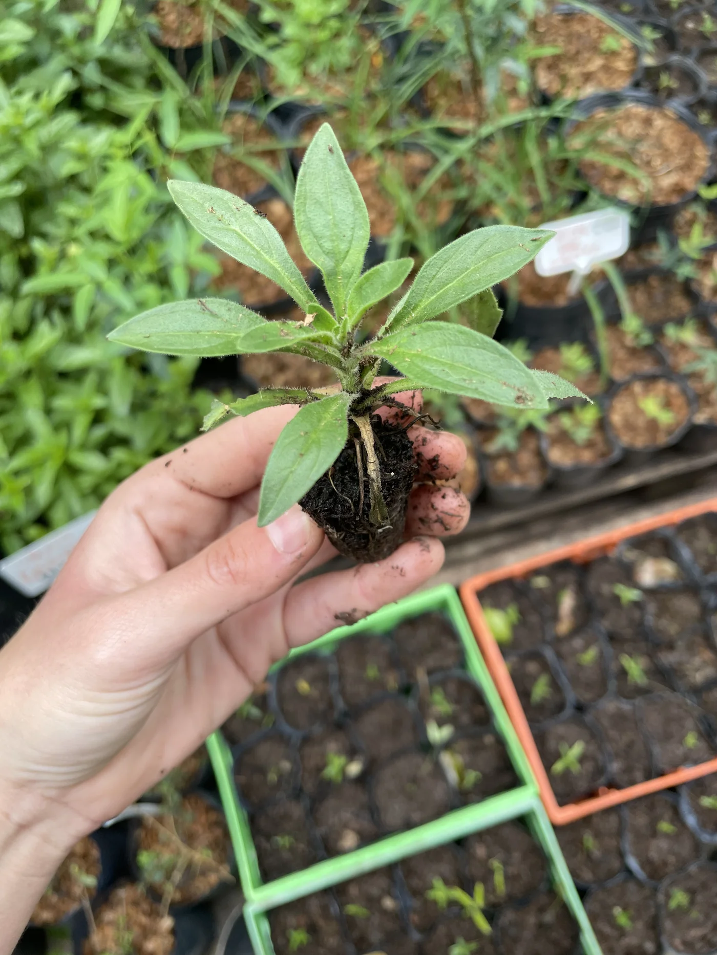 Vivero de plantas nativas bonaerenses Amor Nativo San Isidro